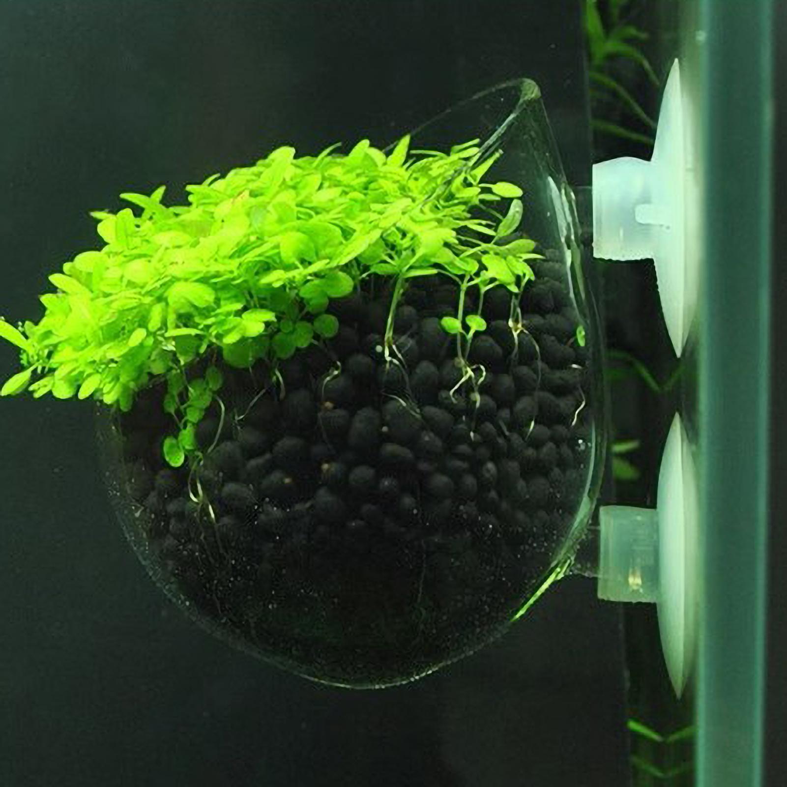 Aquarium Plants Live - Suporte de Plantas para Aquário, Vaso