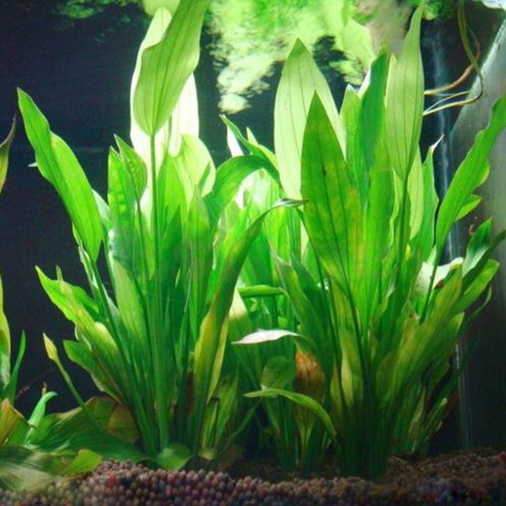 Live Plant Aquarium - Artificial Aquário Decor Plantas, Ornamento De
