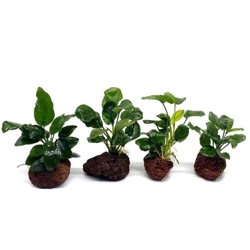 Decoração de aquário vulcânico - Aquarium Plants Live avaliação e preço