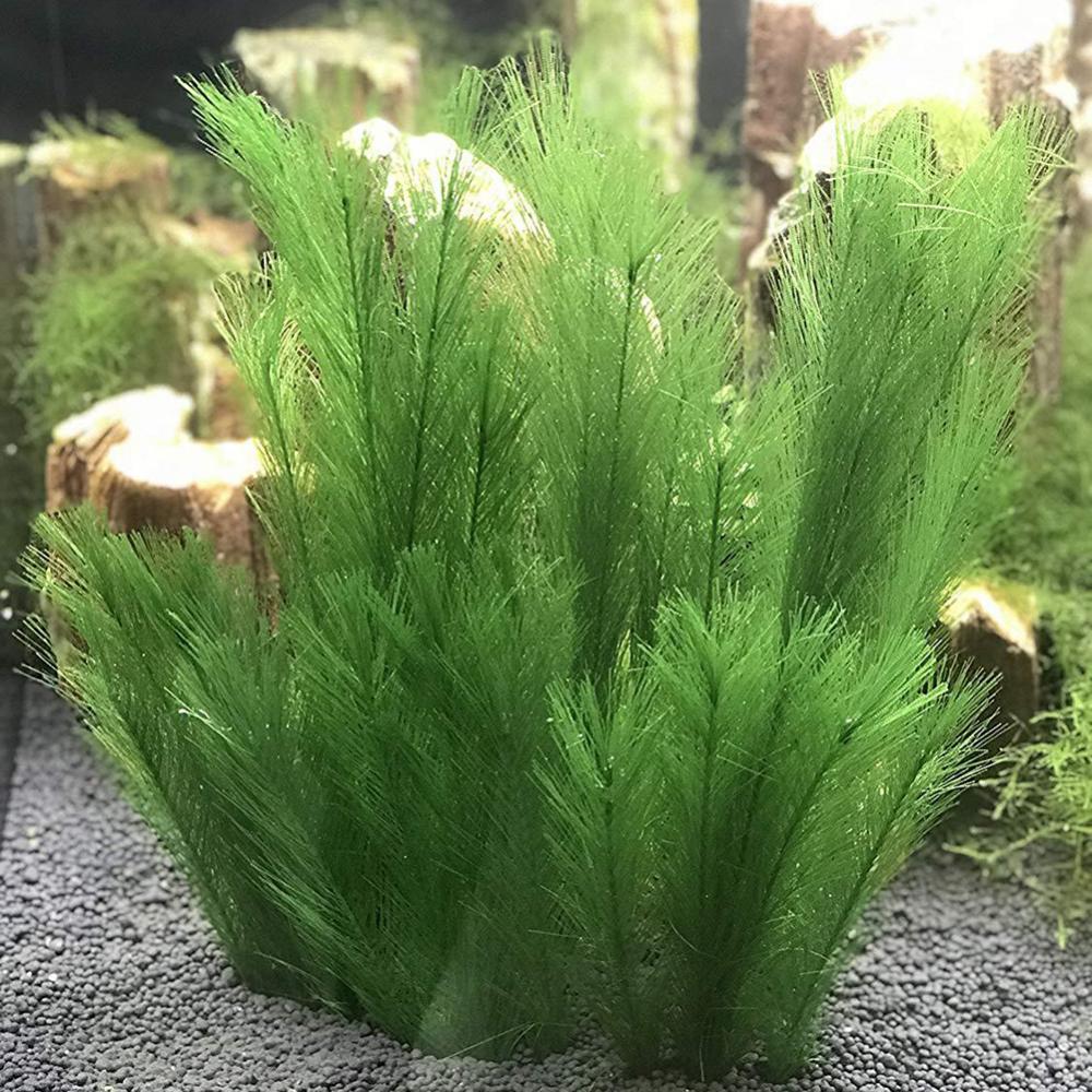 1/3 pçs 28/40cm aquário tanque - Aquarium Plants Live avaliação e preço