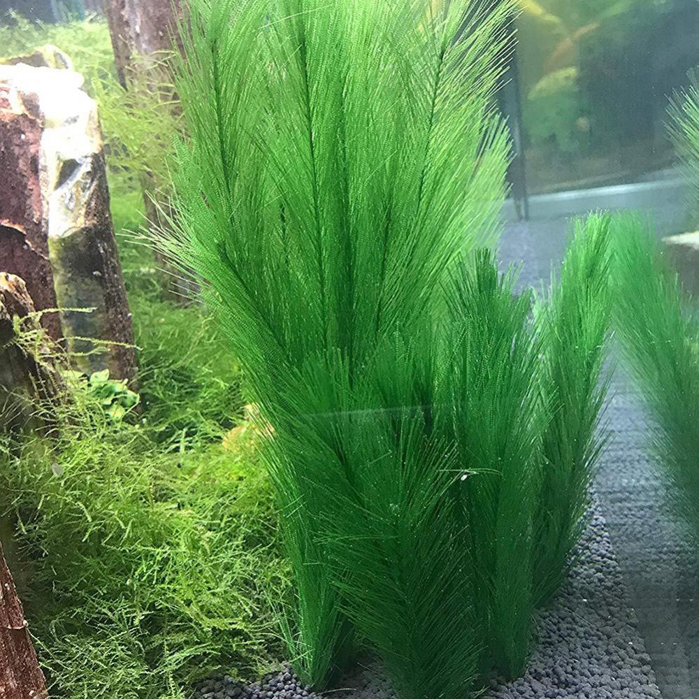 1/3 pçs 28/40cm aquário tanque - Aquarium Plants Live avaliação e preço