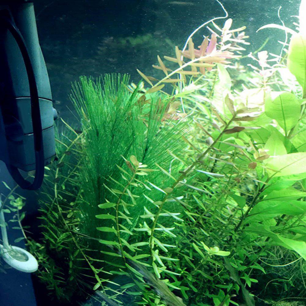 1/3 pçs 28/40cm aquário tanque - Aquarium Plants Live avaliação e preço