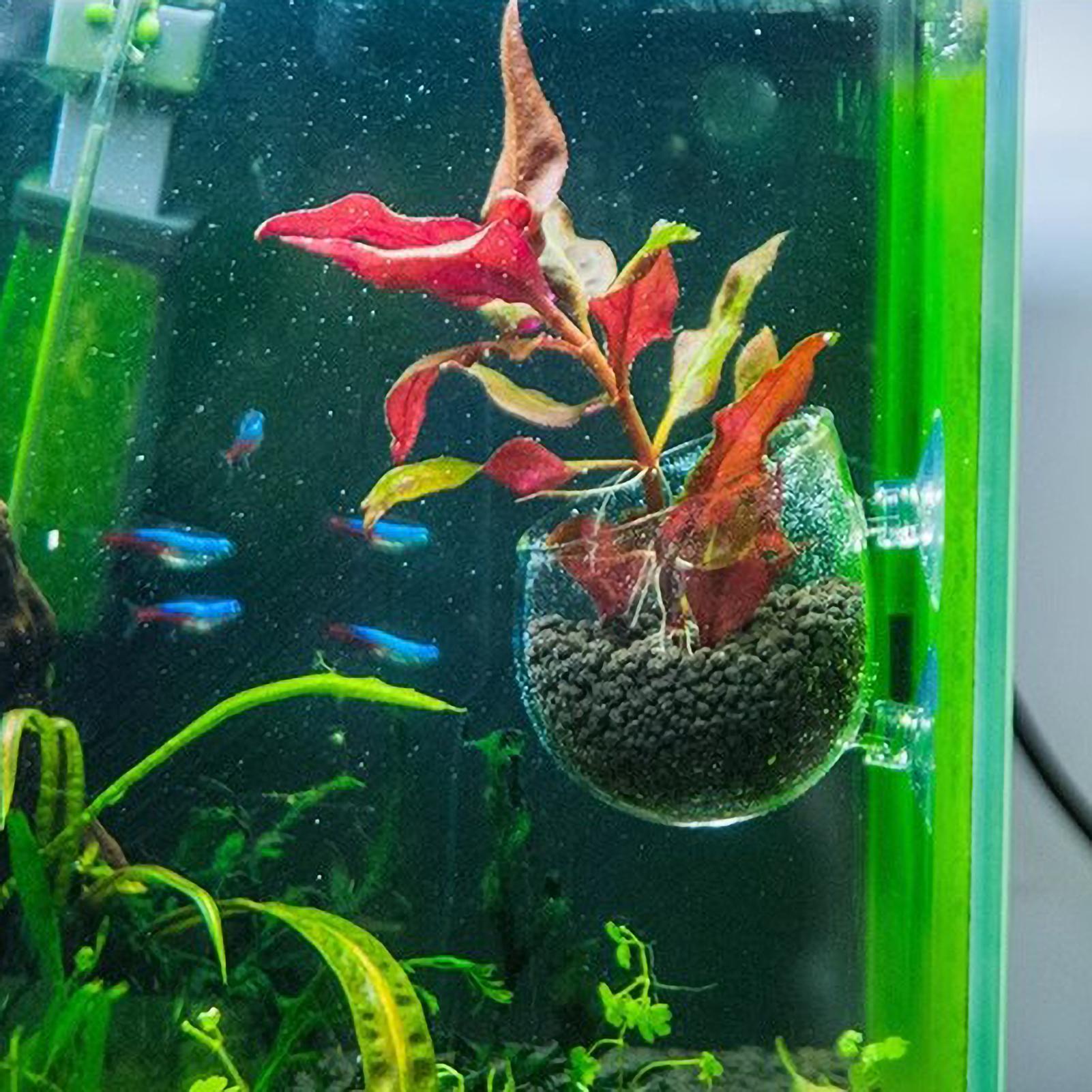 Suporte de Plantas para Aquári - Aquarium Plants Live avaliação e preço