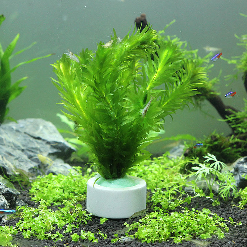 Anel cerâmico da decoração do  - Plant Aquarium Pot avaliação e preço