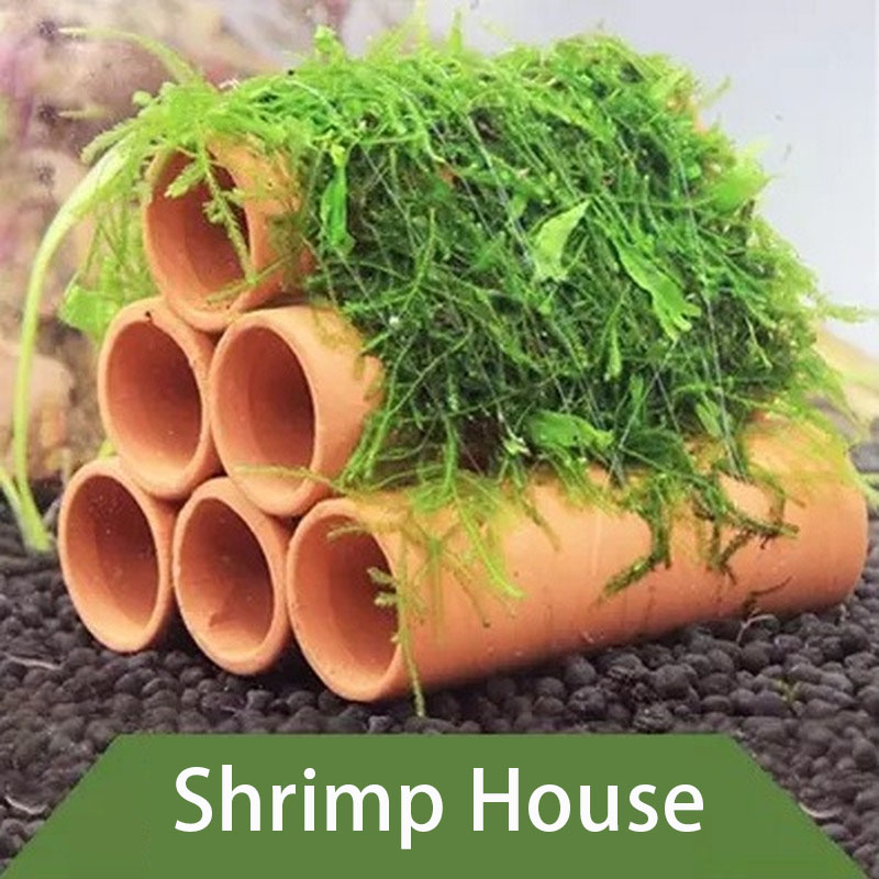 Argilla decoração do aquário p - Aquarium Plants Live avaliação e preço