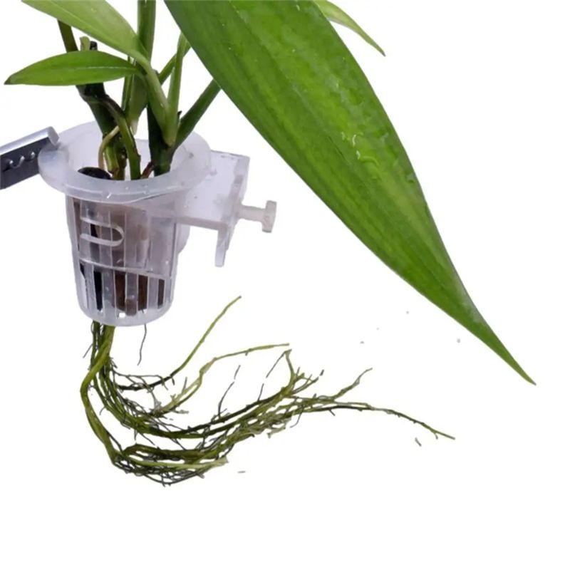 A7THK-2 unidades Suporte Trans - Aquarium Plant Holder avaliação e preço